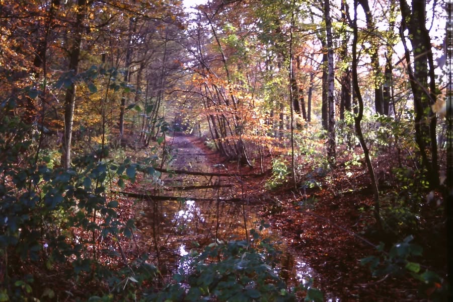 Landgoed De Bannink Herfst op De Bannink