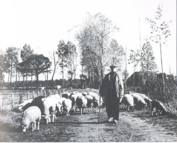 Johan Laarman met schapen op de Gooikersdijk ca.1965