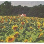 De oorspronkelijke Ulenbeld gezien vanaf het Gooikerspark De oorspronkelijke Ulenbeld gezien vanaf Gooikerspark