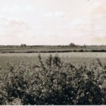 Uitzicht in 1962 vanaf Schildersbedrijf Wolters a.d. Colmschaterstraatweg over de landerijen, waar later de wijken Blauwenoord en Oosterik werden opgetrokken