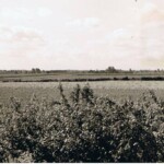 Uitzicht in 1962 vanaf Schildersbedrijf Wolters a.d. Colmschaterstraatweg over de landerijen, waar later de wijken Blauwenoord en Oosterik werden opgetrokken Uitzicht in 1962 vanaf Schildersbedrijf Wolters a.d. Colmschaterstraatweg over de landerijen, waar later de wijken Blauwenoord en Oosterik werden opgetrokken
