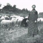 Tante Dika Laarman met de schapen langs het Overijssels kanaal 1910 Tante Dika Laarman met de schapen langs het Overijssels kanaal 1910