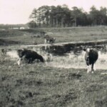 Huenderkolk 1934 Colmschate