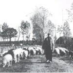 Johan Laarman met schapen op de Gooikersdijk ca.1965 Johan Laarman met schapen op de Gooikersdijk ca.1965