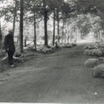 Johan Laarman uit Schalkhaar met zijn schapen in de Oxersteeg Johan Laarman uit Schalkhaar met zijn schapen in de Oxersteeg