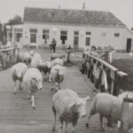 Laarman met zijn schapen bij café Hagen op de Cröddenbrug Laarman met zijn schapen bij café Hagen op de Cröddenbrug