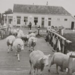 Laarman met zijn schapen bij café Hagen op de Cröddenbrug Laarman met zijn schapen bij café Hagen op de Cröddenbrug