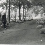 Laarman uit Schalkhaar met zijn schapen in de Oxersteeg