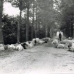 Oxersteeg met de schaapskudde van Laarman uit Schalkhaar Oxersteeg met de schaapskudde van Laarman uit Schalkhaar