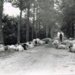 Oxersteeg met de schaapskudde van Laarman uit Schalkhaar Oxersteeg met de schaapskudde van Laarman uit Schalkhaar