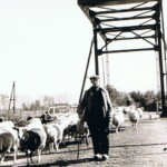 Schaapsherder Laarman trekt met zijn kudde over de Rietmansbrug in de Colmschaterstraatweg 1965 Schaapsherder Laarman trekt met zijn kudde over de Rietmansbrug in de Colmschaterstraatweg 1965