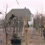 Snoeien van de fruitbomen aan de Stationsweg 36 Colmschate