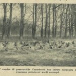 Graven van gesneuvelde Canadezen op Oxerhof, vlak na de bevrijding in 1945