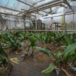 Vervallen kwekerij van orchideeen van Kloezeman Snippeling